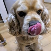 遊び疲れて寝落ちする犬に関するアンケート
