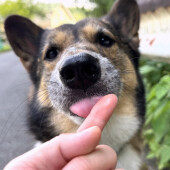 飼い主さんがいるソファやベッドなどに来て眠る犬に関するアンケート