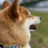 天気が悪い日の愛犬の様子に関するアンケート