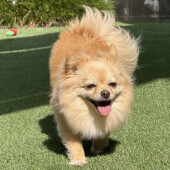 成犬、シニア犬の性格の変化に関するアンケート