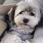 飼い主さんが脱いだ服の上でくつろぐ犬に関するアンケート
