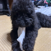 散歩中に道に生えている草を食べる犬に関するアンケート