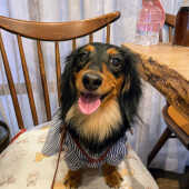 愛犬の老化を感じた瞬間に関するアンケート