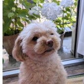 愛犬のゴハンの好き嫌いに関するアンケート