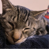 天気が悪い日の愛猫の様子に関するアンケート