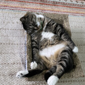 猫が床にゴロンと転がりクネクネと体を動かすしぐさに関するアンケート