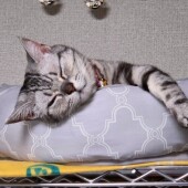 飼い主さんのことをなめる愛猫に関するアンケート