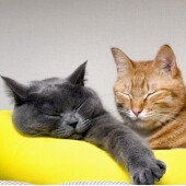 家の中で「落ちている」猫に関するアンケート