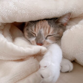 髪型を変えた飼い主に反応する猫に関するアンケート