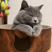 圧をかける猫に関するアンケート