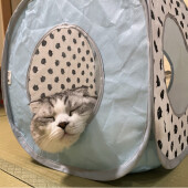 初対面の猫に好かれる人に関するアンケート