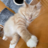 子猫に好かれる人に関するアンケート