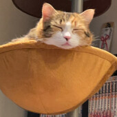 猫のクラッキングに関するアンケート