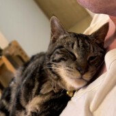 猫の好む音に関するアンケート