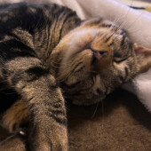 猫との絆が深まったきっかけに関するアンケート