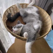 猫が好きな人にだけ見せる行動に関するアンケート