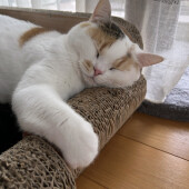 猫に好かれるために工夫したことに関するアンケート