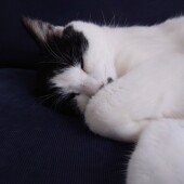 猫の不思議な行動に関するアンケート