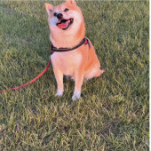 物を枕にして寝る犬に関するアンケート