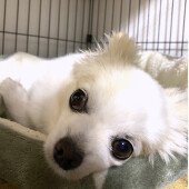 犬同士がくっつくしぐさに関するアンケート