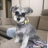 映像を見る犬の行動に関するアンケート