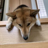 飼い主に背中を向ける犬に関するアンケート