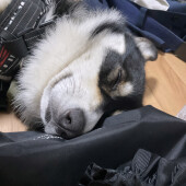 犬の寝言に関するアンケート