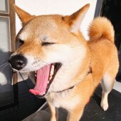 犬の愛情表現に関するアンケート