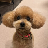 犬の好きな場所に関するアンケート