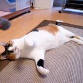 猫のイタズラに関するアンケート