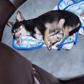 暑さによる犬の体調変化に関するアンケート