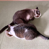 猫とのスキンシップに関するアンケート