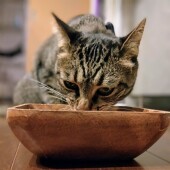 抱っこの反応が違う猫に関するアンケート