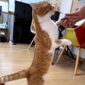 猫から外出を阻止されたことに関するアンケート