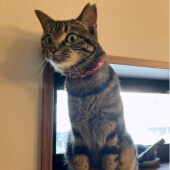 猫のフードの好き嫌いに関するアンケート