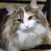 お出迎えしてくれる猫に関するアンケート