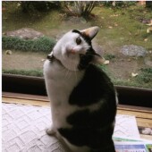 動物病院に行った日の愛猫の様子に関するアンケート