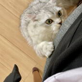 ぬいぐるみが好きな猫に関するアンケート