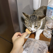 愛猫が洗濯機の中に入ってしまった経験に関するアンケート