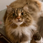 外で暮らしている猫を保護した経験に関するアンケート