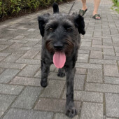 犬の感情表現に関するアンケート