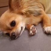 自分の名前を“かわいい”と思っている犬に関するアンケート