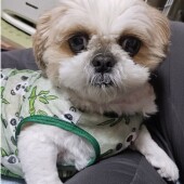 犬の不思議な行動に関するアンケート
