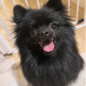 「犬は人の気持ちが読めるか」に関するアンケート