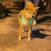 犬の人見知りに関するアンケート
