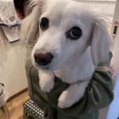 大型犬との暮らしに関するアンケート