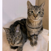 猫のふみふみに関するアンケート