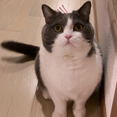 捕まえた獲物を見せる猫に関するアンケート