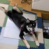 狭いところに入る犬に関するアンケート