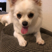 犬と飼い主が似てくることに関するアンケート